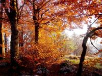 Beautiful reds and browns are the colours of Autumn in Tuscany