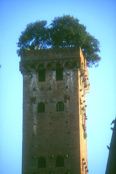 Torre Guinigi in Lucca